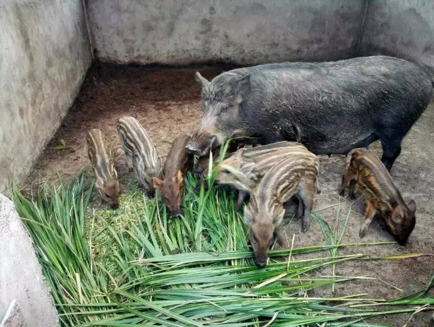 野猪崽价格什么地方能买到野猪