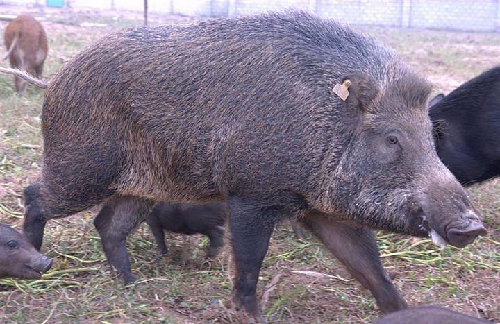 野猪肉的优点:原料相当不能错过