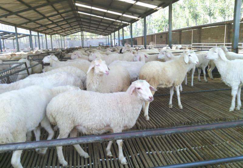 小尾寒羊一年产几次小尾寒羊种苗价格多少钱一只