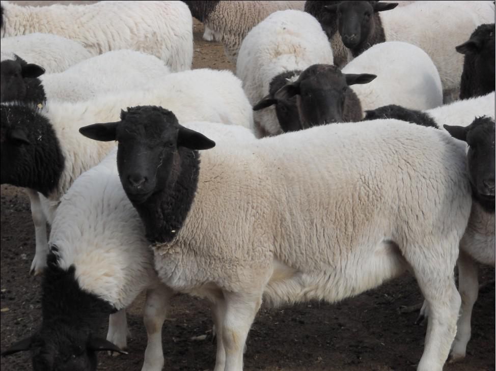 平阴杜泊种公羊多少钱一只杜泊绵羊种苗价格多少钱一只