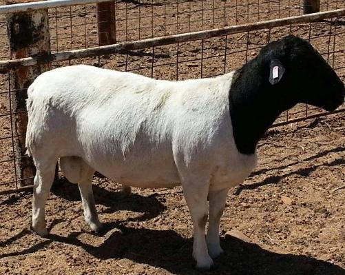 杜泊绵羊多少钱一斤哪里有杜泊绵羊养殖合作社