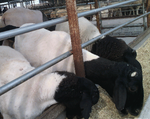 太湖杜泊羊养殖基地批发价销售杜泊绵羊