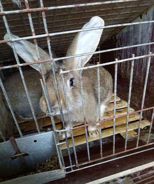 養兔子每月需要多少預算?-養殖