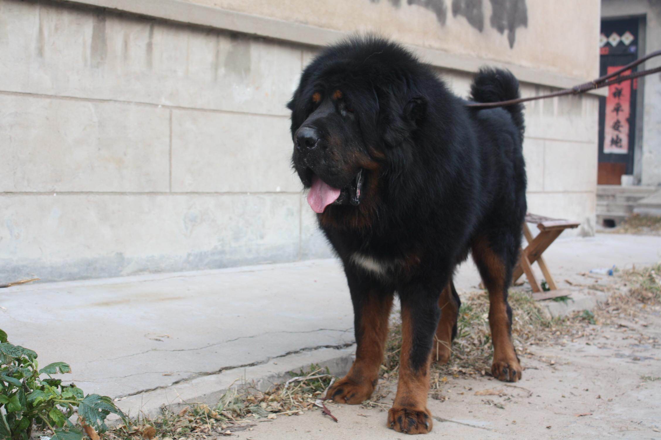 高阳藏獒幼犬价格一般多少钱繁育养殖基地