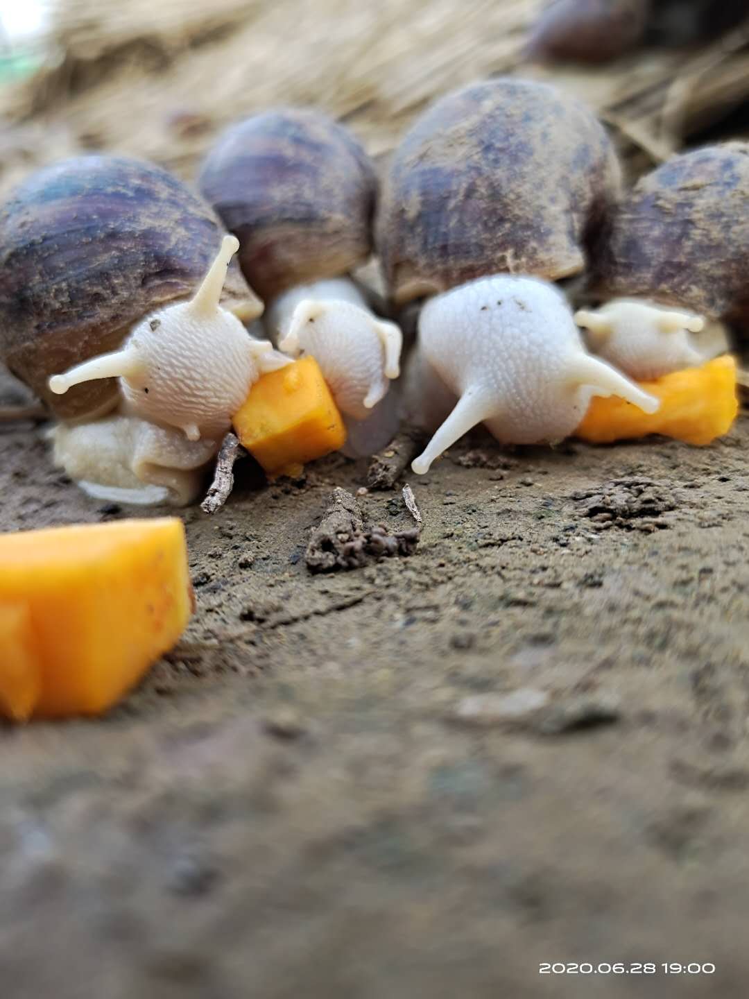 冬天怎么养好白玉蜗牛多少钱一单元