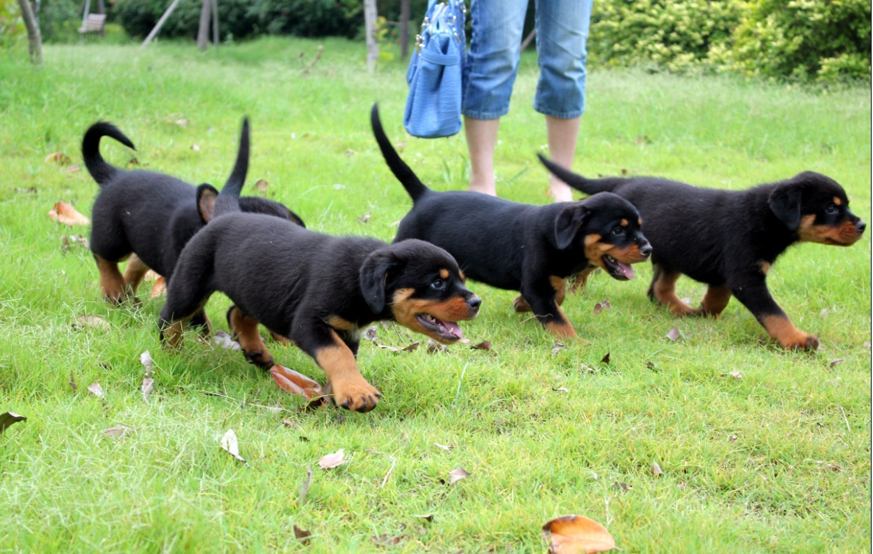 福安市哪里有卖德国牧羊犬的双血统杜高犬价格-山人养殖