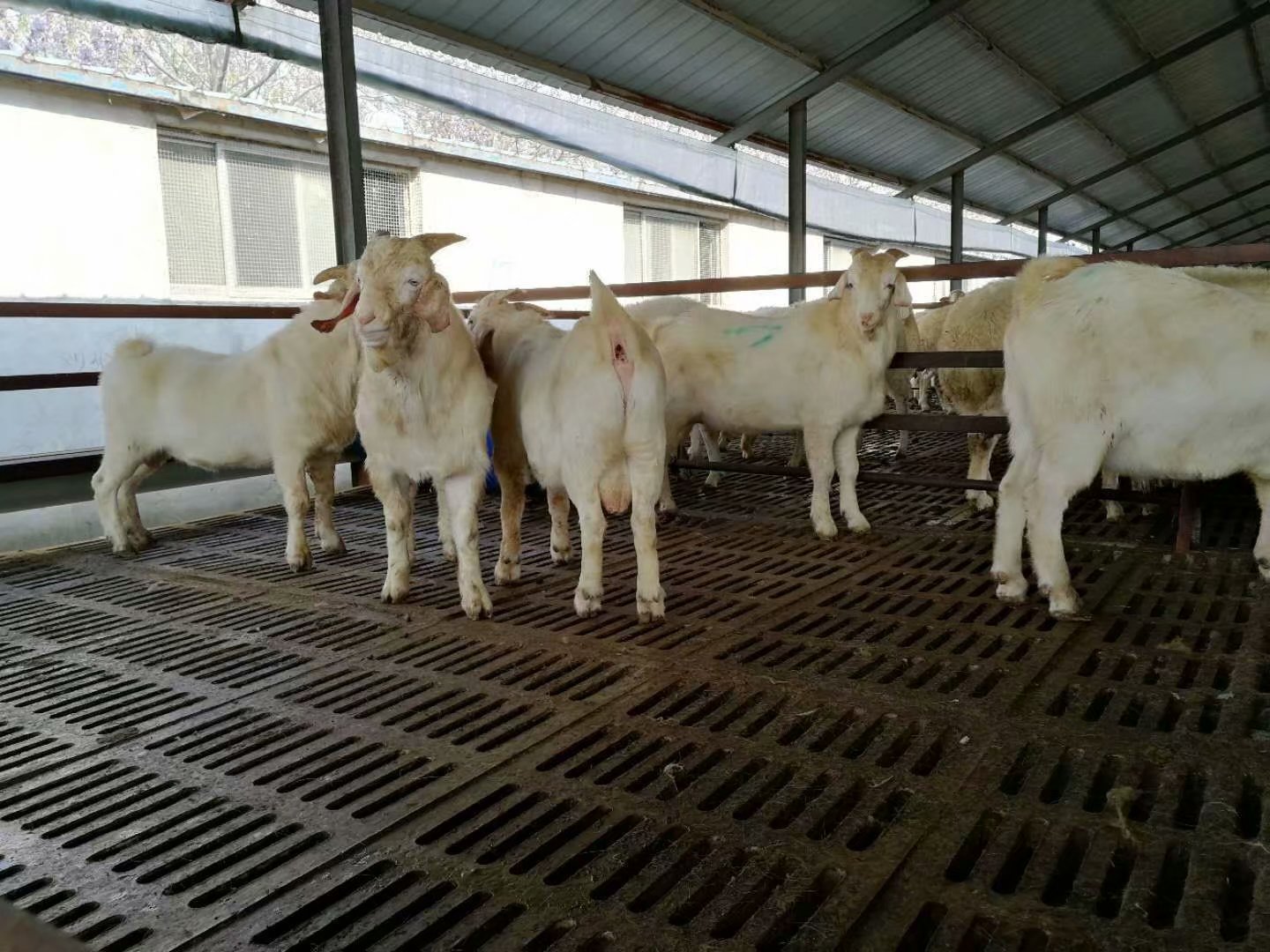 一只小尾寒羊利润是多少哪里有小尾寒羊养殖场联系方式
