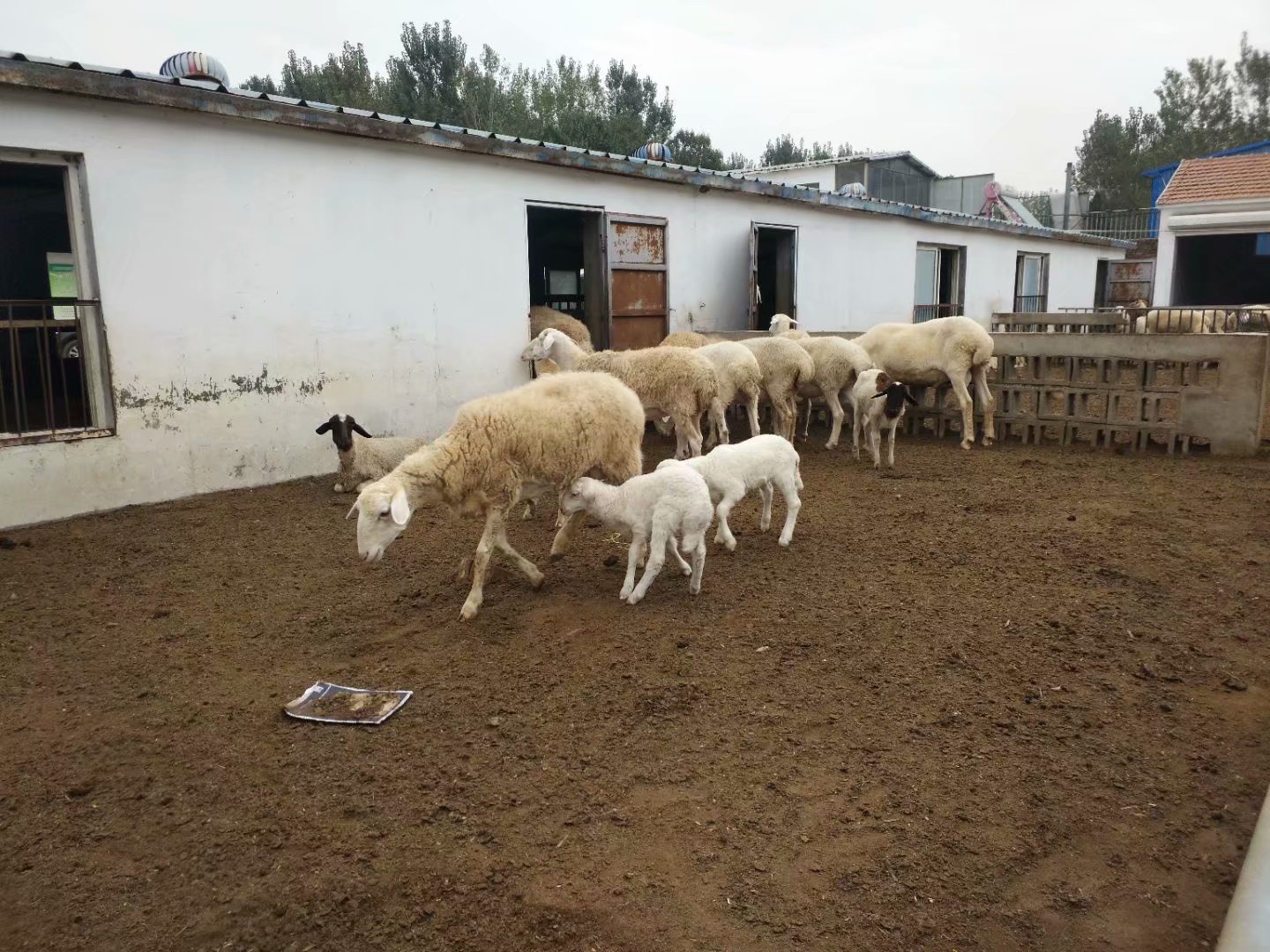 瑞丽市纯种小尾寒羊出售哪里有小尾寒羊养殖场联系方式
