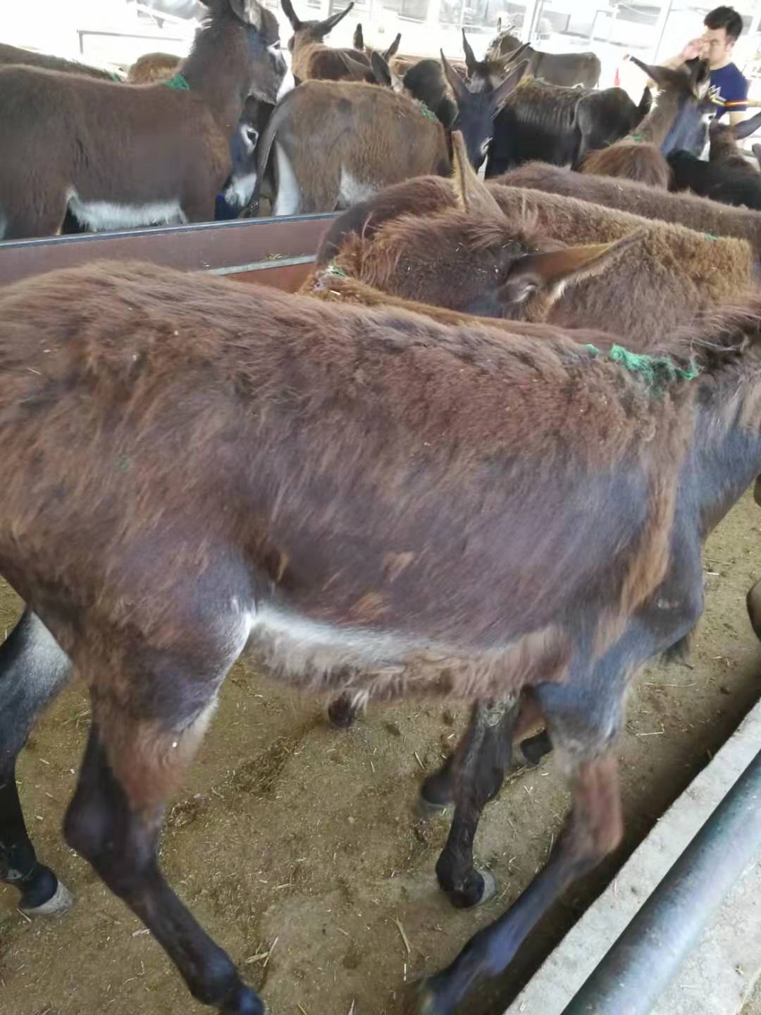 遂溪大型肉驴养殖场大型肉驴养殖场