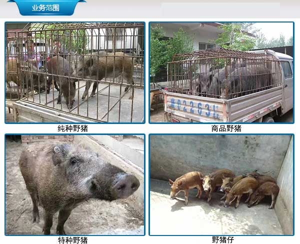 重庆厂家出售特种野猪幼崽价格
