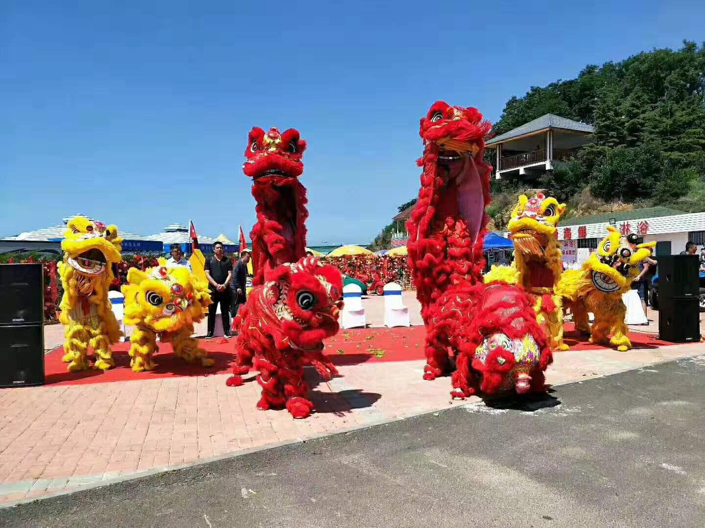 上海慶典舞獅子舞獅採青是開業舞獅表演中不可或缺的舞獅表演固定環節