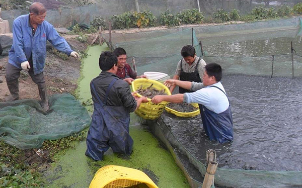 贵州泥鳅养殖基地图片