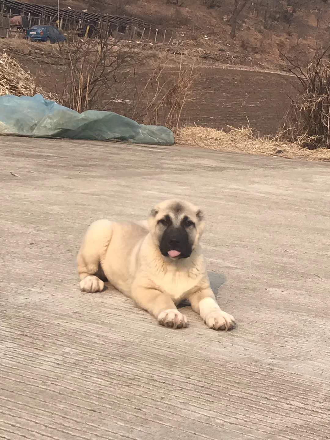 坎高犬图片大全高加索图片