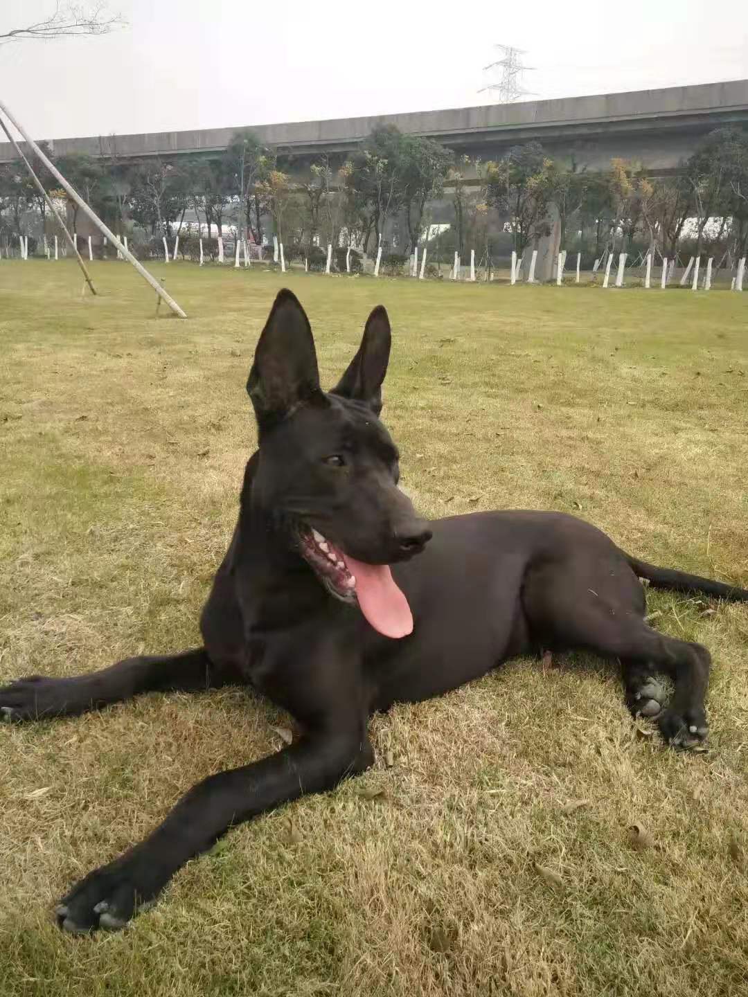 大型黑狼犬養殖基地 黑狼犬養殖場批發價格 黑狼犬哪裡有賣的