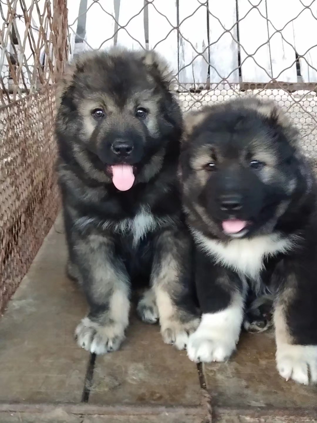 坎高犬图片大全高加索图片