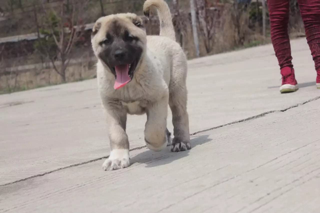 坎高犬怎么训练坎高犬今日价格 水浒猛犬