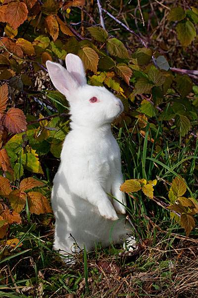新西兰兔唯美图片