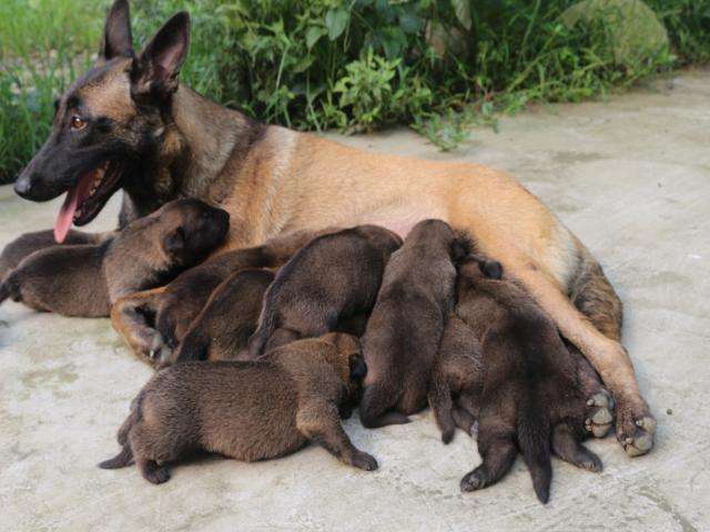 莊浪純種比利時紅黃黑馬犬價格馬犬適合家養嗎