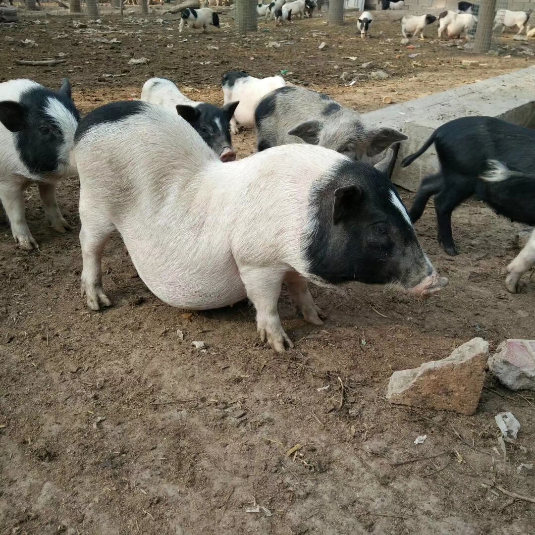 巴马香猪寿命图片