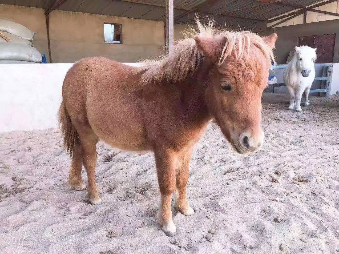 進口矮馬價格設特蘭矮馬一匹價格