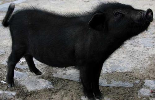 泰国黑背小香猪图片