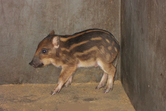 生态养殖的纯种野猪苗多少钱一头菏泽野猪苗价格