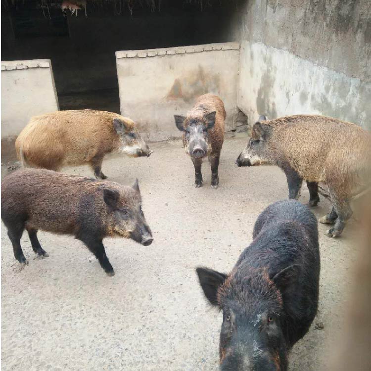 广西野猪养殖合作社图片