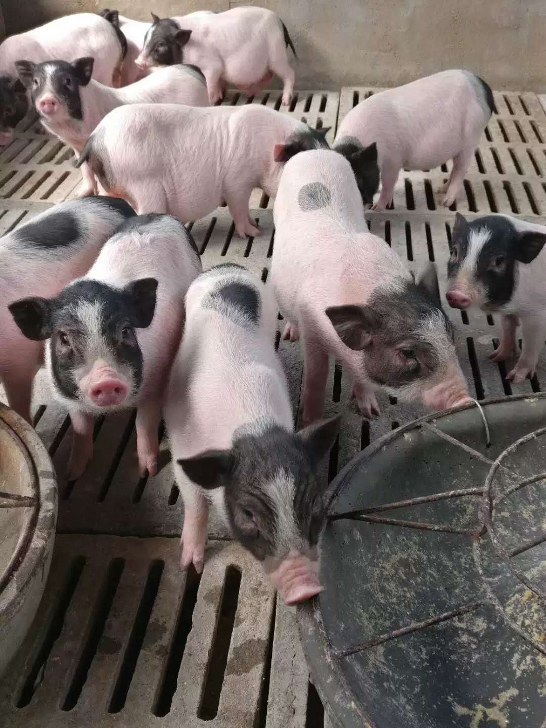 巴马香猪多少钱一斤图片