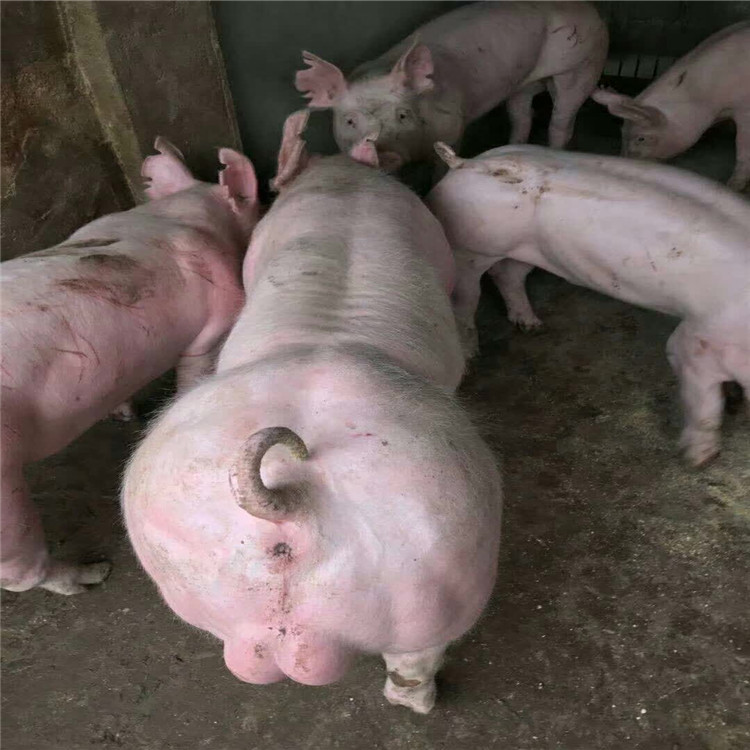 进食量,生长发育规律都是如此,唯独繁殖季节的不同使得母猪的孵化率