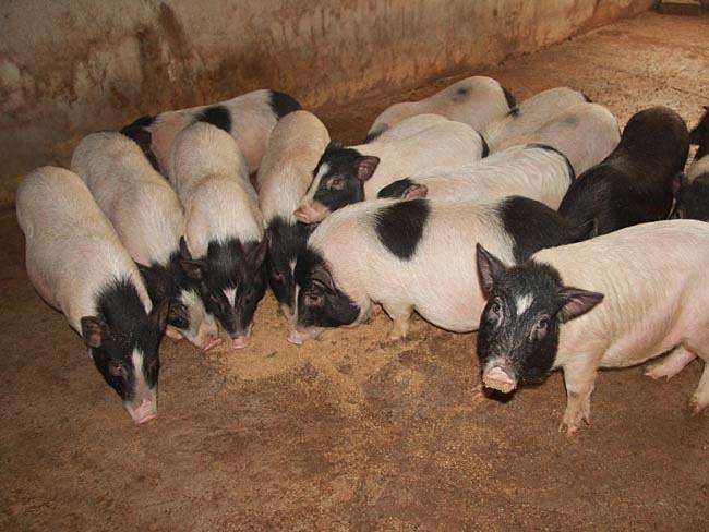 今日巴马香猪价格巴马香猪种猪多少钱一组