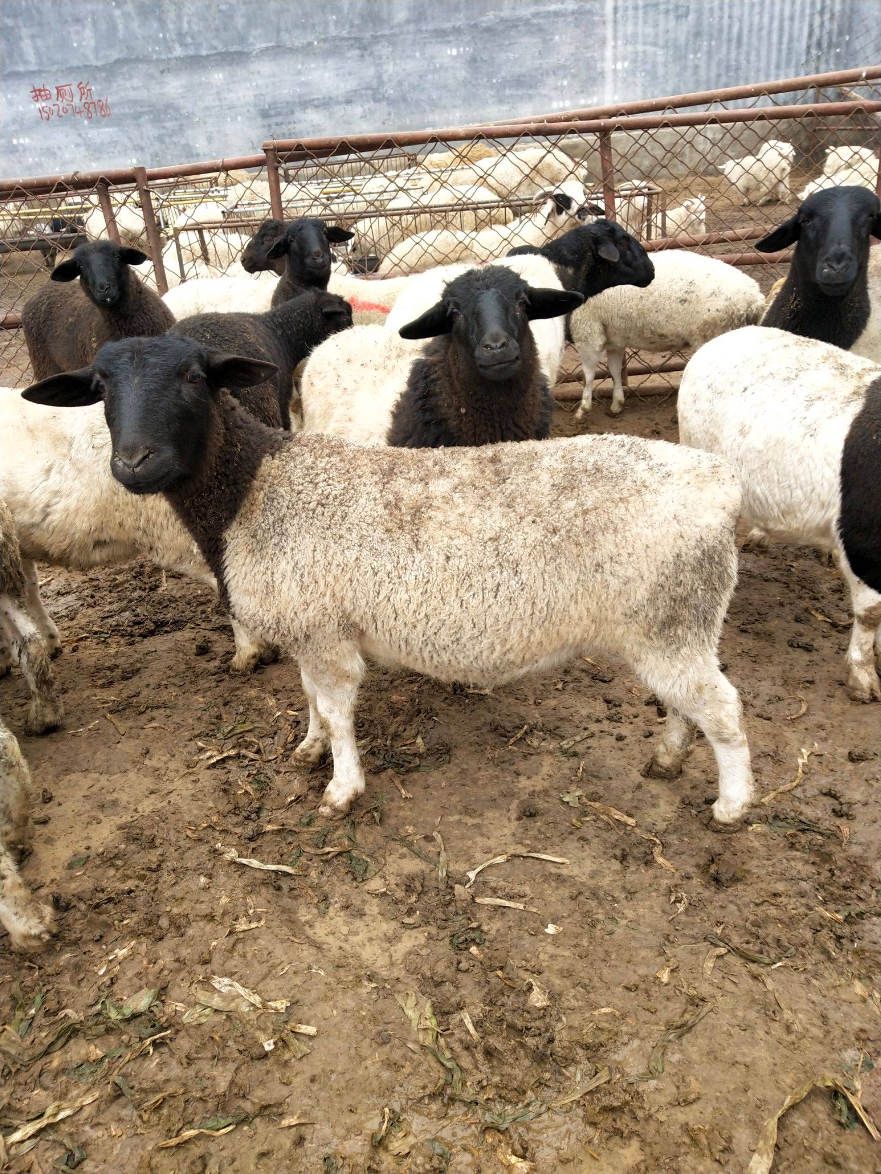 陕西杜泊羊养殖场海拉尔萨福克羊养殖场羊羔多少钱一只