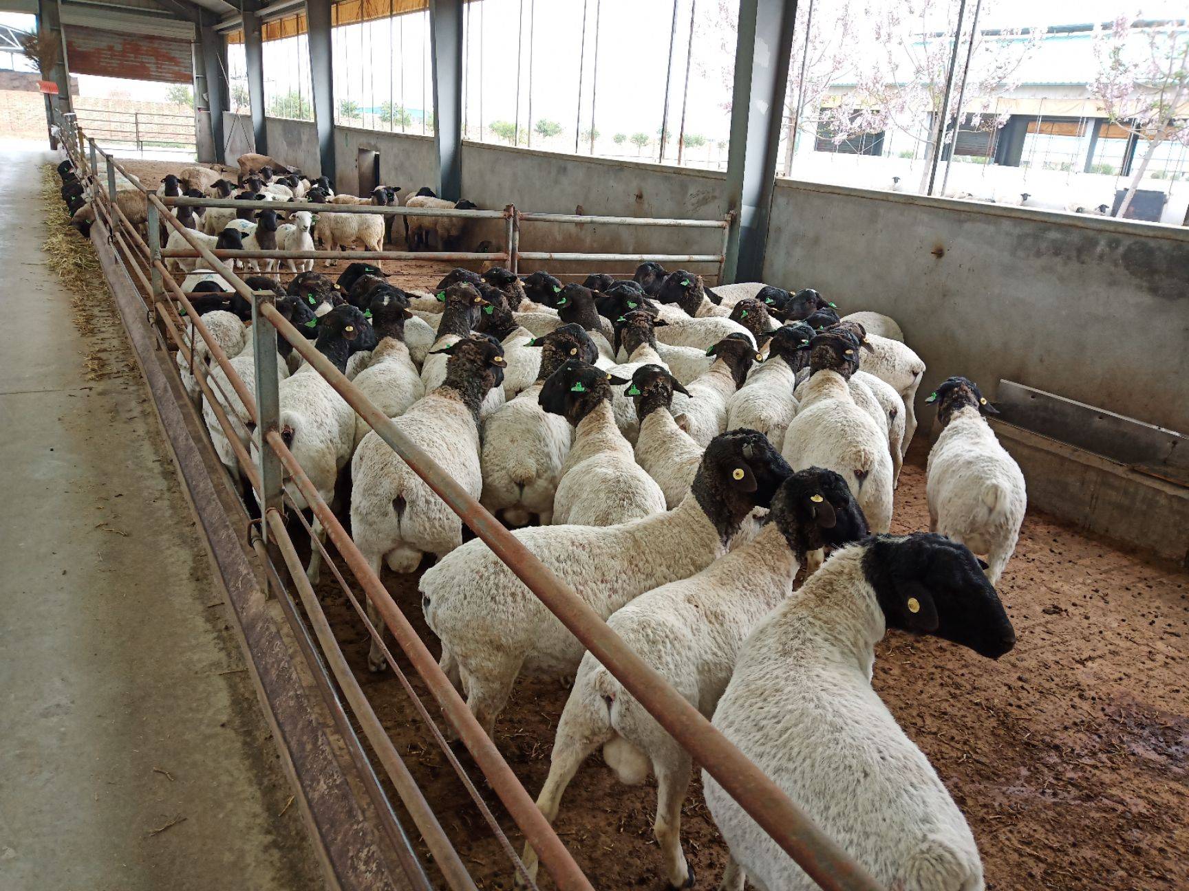 防城港400斤的小尾寒羊公羊小尾寒羊养殖视频