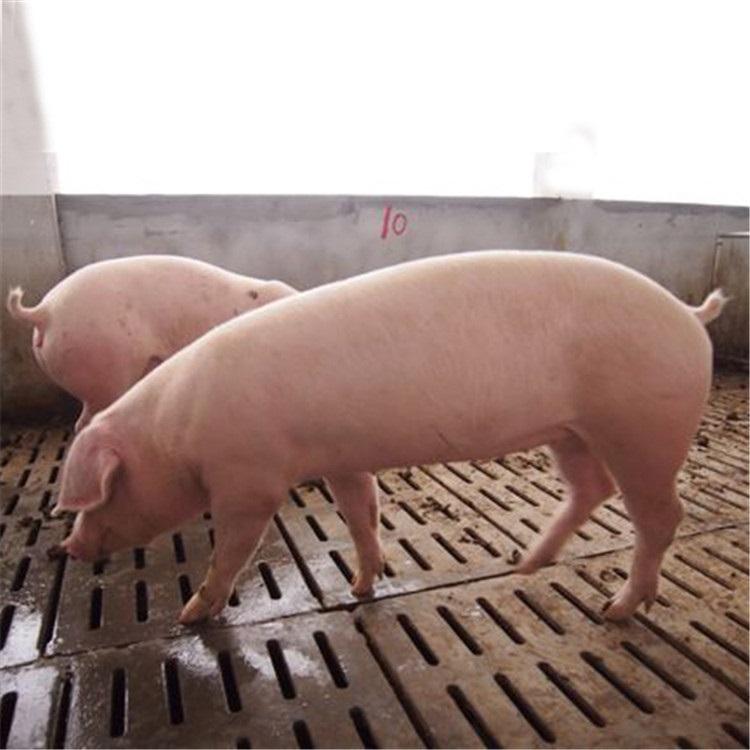 育肥长白猪苗多少钱育肥长白猪苗是一种纯种肉用长白猪,标准的头颈