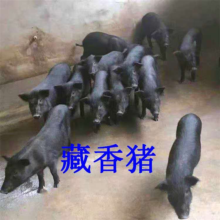 养殖 详情成都藏香猪*大能长多大哪家好你就跟随