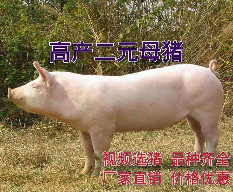 育肥长白猪多久出栏小香猪图片小香猪能长多大