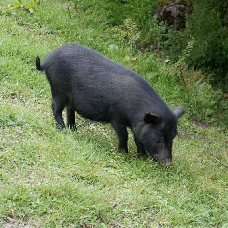 青铜峡香猪种猪多少钱一只广西巴马香猪