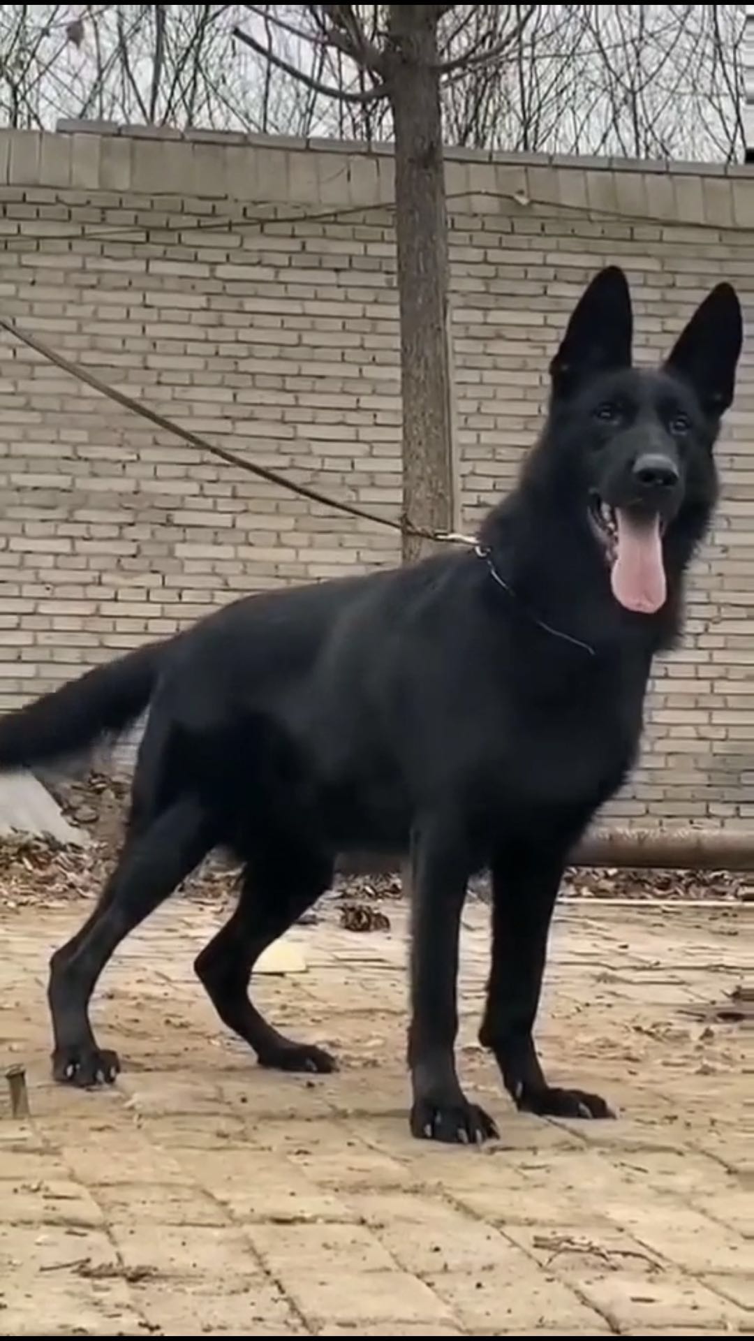 純種東德牧羊犬多少錢東德牧羊犬幼犬多少錢一隻