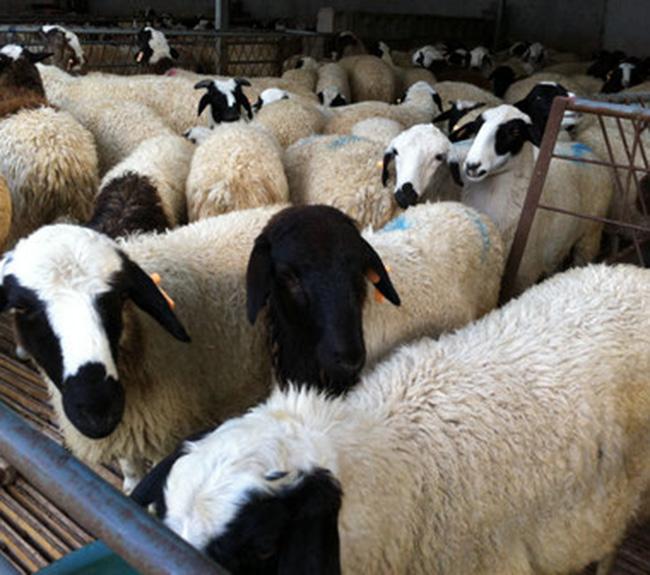 阿勒泰杜寒杂交羊活体肉羊杜寒杂交羊一般多少钱一只