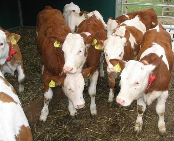 西门塔尔牛种苗价格多少钱西门塔尔牛苗价格2022已更新今日商情