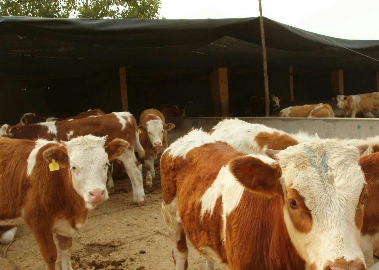 西门塔尔肉牛养殖场西门塔尔牛市场价格2022已更新实时沟通