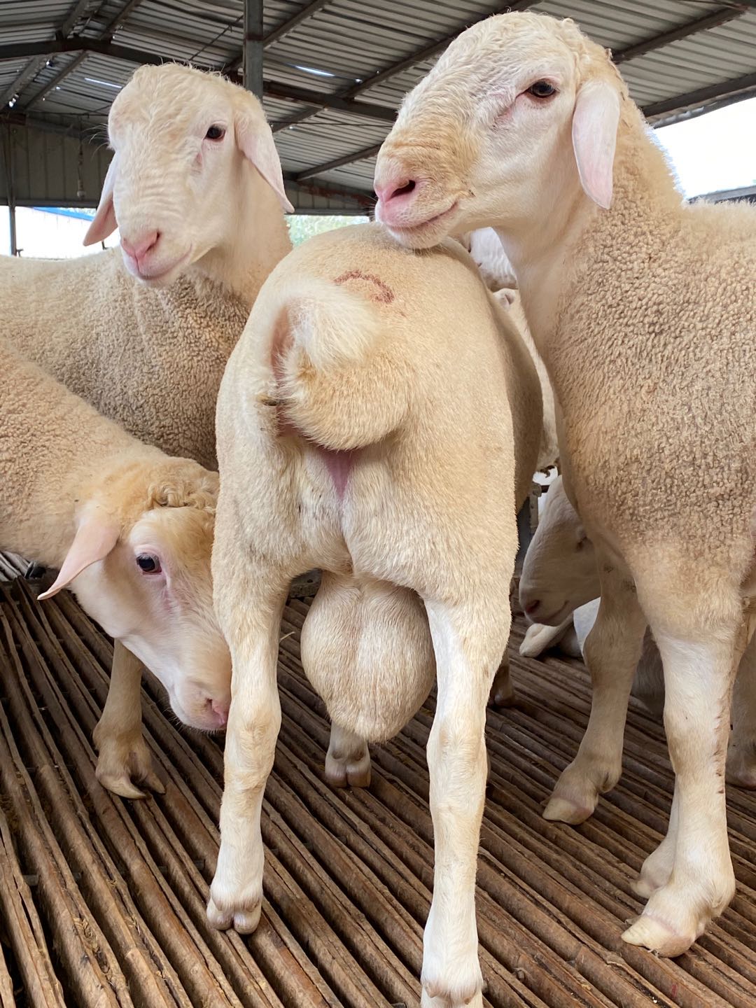 呼伦贝尔小尾寒羊小尾寒羊的养殖技术和方法