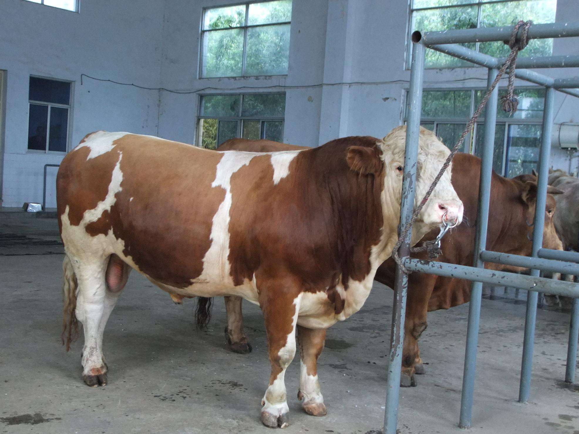纯种西门塔尔牛出售西门塔尔牛的价格