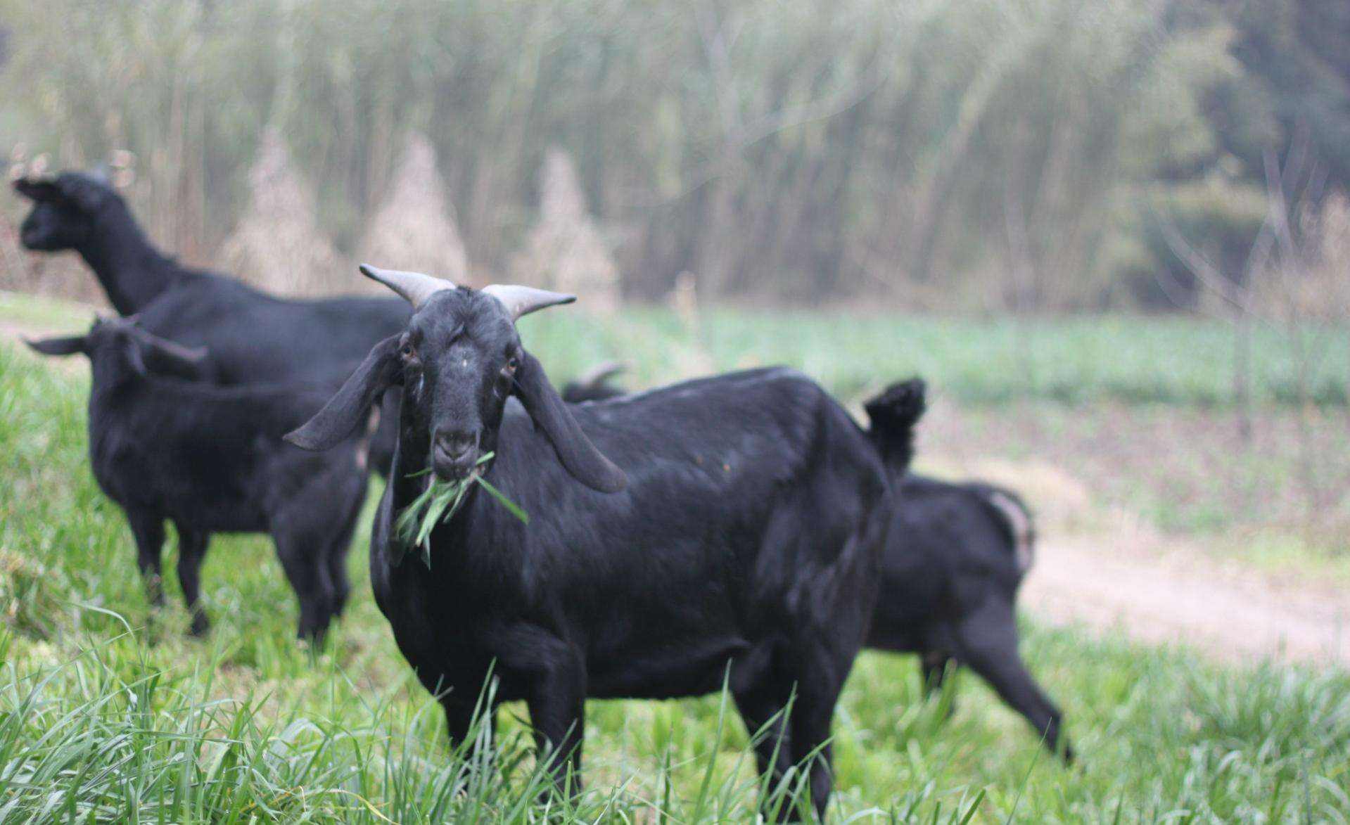 努比亚黑山羊适应温度图片
