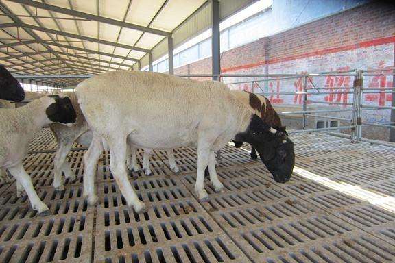 杜寒杂交羊羊苗现货出售杜寒杂交羊养殖效益分析