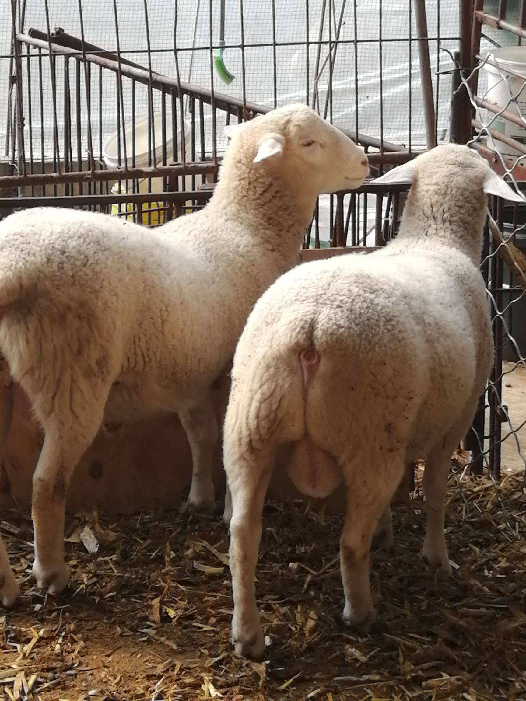 澳洲白绵羊公羊图片