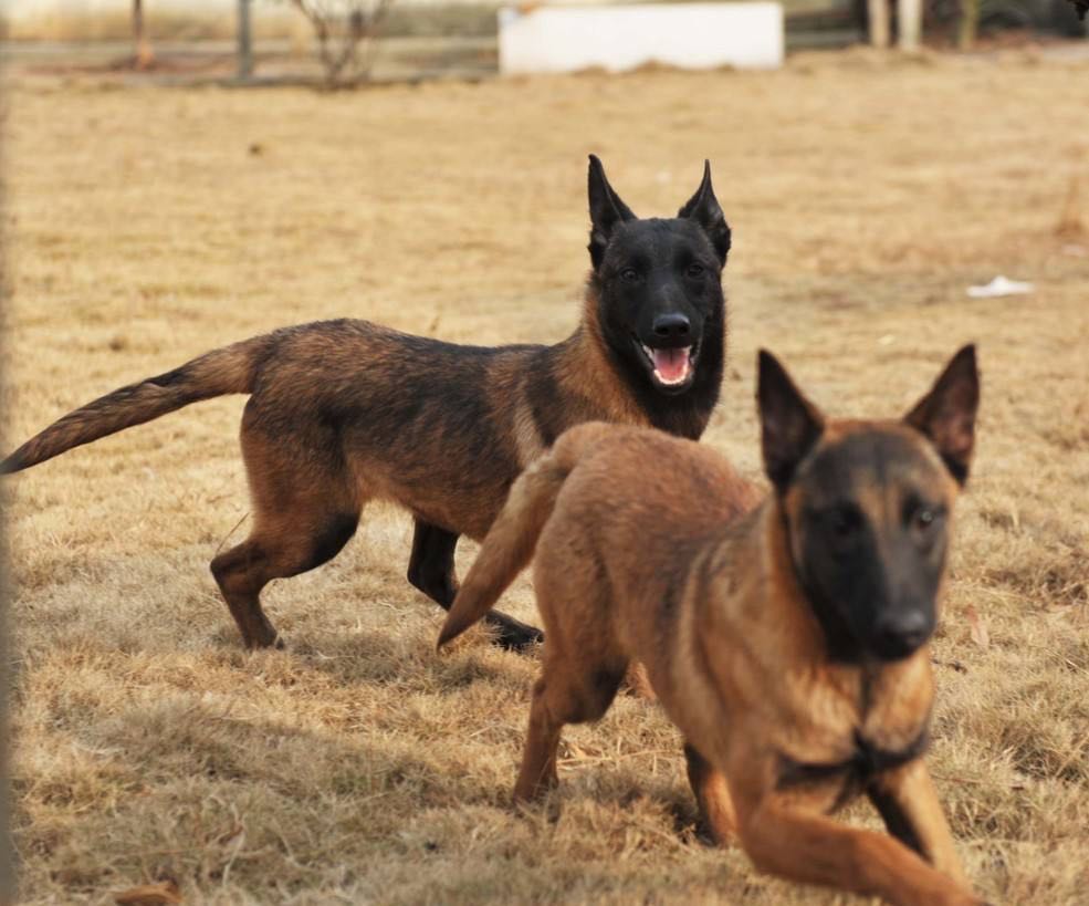 永丰正宗的马犬幼犬多少钱一只