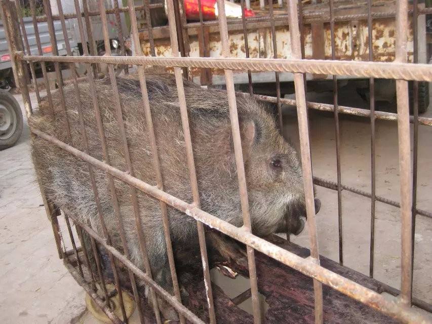 义县成年野猪多少钱一头野猪多少钱一斤