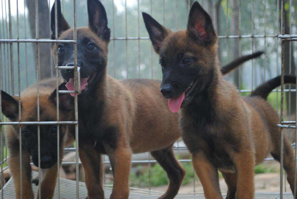 枣阳市一个月的爆红马犬国内哪里有卖的点击阅读