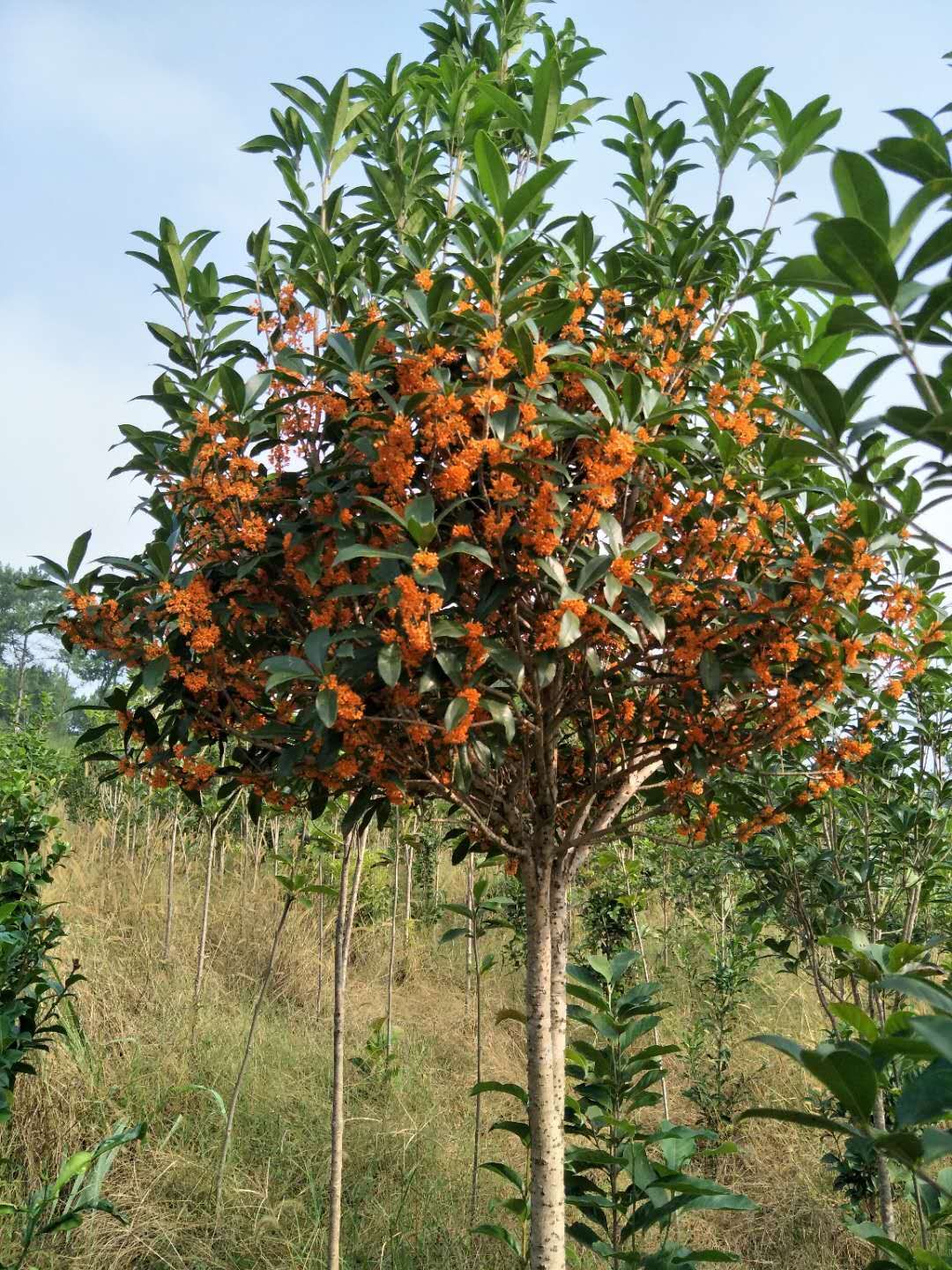 佔地桂花樹售價