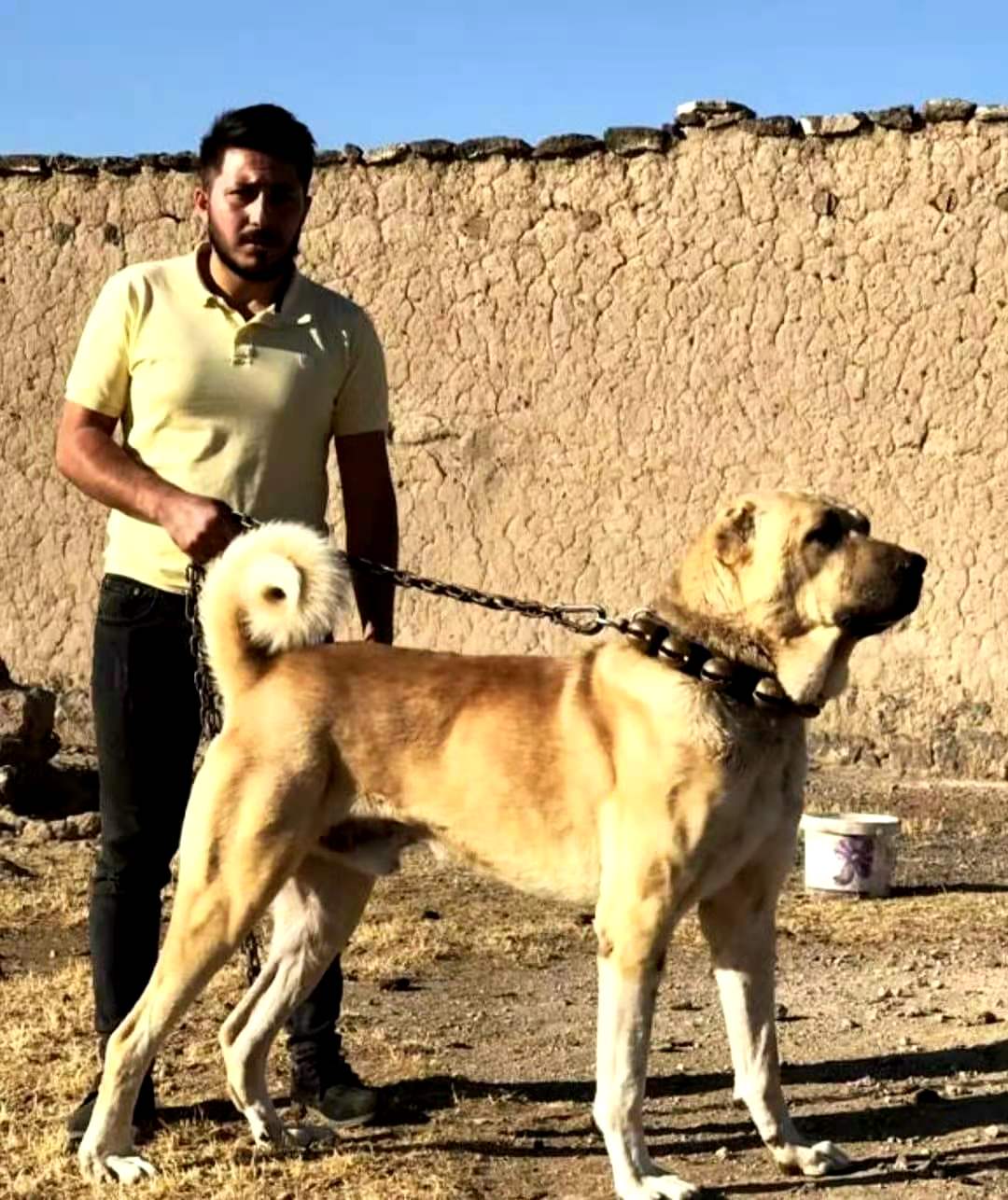 坎高犬图片大全高加索图片